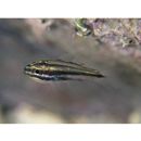 Ostorhinchus taeniophorus (Regan, 1908)