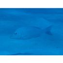 Lethrinus nebulosus (Forsskal, 1775)