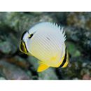 Chaetodon lunulatus Quoy et Gaimard, 1825