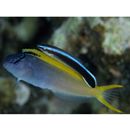 Labroides dimidiatus (Valenciennes, 1839)