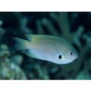 Pomacentrus nigromarginatus Allen, 1973