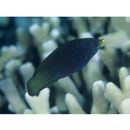 Labrichthys unilineatus (Guichenot, 1847)