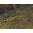 Stiphodon percnopterygionus Watson et Chen, 1998