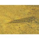 Stiphodon percnopterygionus Watson et Chen, 1998