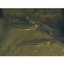 Stiphodon percnopterygionus Watson et Chen, 1998