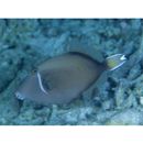 Sufflamen chrysopterum (Bloch et Schneider, 1801)