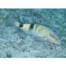 Parupeneus multifasciatus (Quoy et Gaimard, 1825)