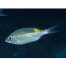 Gnathodentex aureolineatus (Lacepede, 1802)