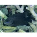 Stegastes nigricans (Lacepede, 1802)