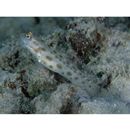 Ctenogobiops mitodes Randall, Shao et Chen, 2007