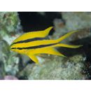 Neoglyphidodon nigroris (Cuvier, 1830)