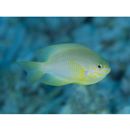 Pomacentrus amboinensis Bleeker, 1868