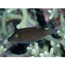 Canthigaster janthinoptera (Bleeker, 1855)