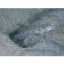 Ctenogobiops formosa Randall, Shao et Chen, 2003