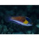 Cirrhilabrus lyukyuensis Ishikawa, 1904