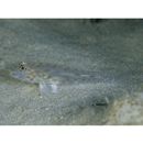 Fusigobius neophytus (Gunther, 1877)