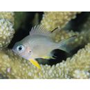 Amblyglyphidodon leucogaster (Bleeker, 1847)