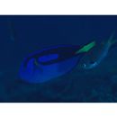 Paracanthurus hepatus (Linnaeus, 1766)