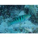 Thalassoma hardwicke (Bennett, 1830)