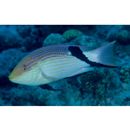 Bodianus loxozonus (Snyder, 1908)