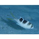 Monotaxis grandoculis (Forsskal, 1775)