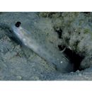 Ctenogobiops mitodes Randall, Shao et Chen, 2007