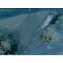 Ctenogobiops mitodes Randall, Shao et Chen, 2007