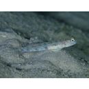 Vanderhorstia phaeostictus (Randall, Shao et Chen, 2007)