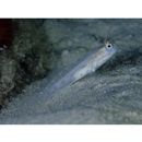 Ctenogobiops mitodes Randall, Shao et Chen, 2007