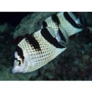 Chaetodon argentatus Smith et Radcliffe, 1911