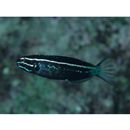 Meiacanthus kamoharai Tomiyama, 1956