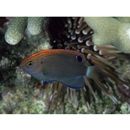 Pomacentrus bankanensis Bleeker, 1853