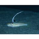 Stonogobiops yasha Yoshino et Shimada, 2001