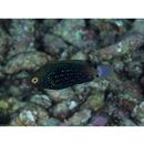 Scarus niger Forsskal, 1775