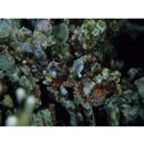 Scorpaenopsis oxycephala (Bleeker, 1849)