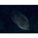 Pomacentrus nagasakiensis Tanaka, 1917