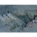 Ctenogobiops mitodes Randall, Shao et Chen, 2007