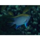 Neoglyphidodon melas (Cuvier, 1830)