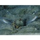 Ctenogobiops mitodes Randall, Shao et Chen, 2007