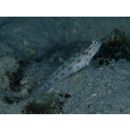 Ctenogobiops feroculus Lubbock et Polunin, 1977