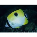 Chaetodon unimaculatus Bloch, 1787