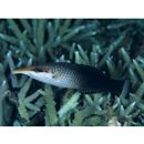 Gomphosus varius Lacepede, 1801