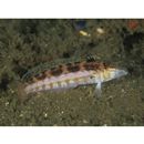 Parapercis snyderi Jordan et Starks, 1905