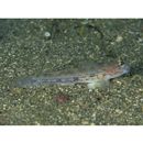 Istigobius hoshinonis (Tanaka, 1917)