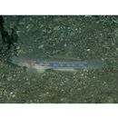 Istigobius hoshinonis (Tanaka, 1917)