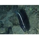 Meiacanthus kamoharai Tomiyama, 1956