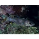 Cheilodipterus intermedius Gon, 1993