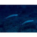 Ptereleotris heteroptera (Bleeker, 1855)