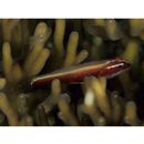 Eviota nigriventris Giltay, 1933