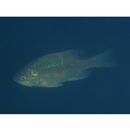 Lepomis macrochirus macrochirus Rafinesque, 1819